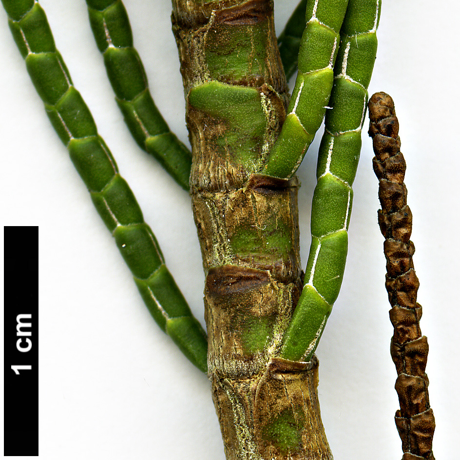 High resolution image: Family: Plantaginaceae - Genus: Hebe - Taxon: salicornoides